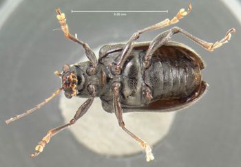 Media type: image; Entomology 9939   Aspect: habitus ventral view